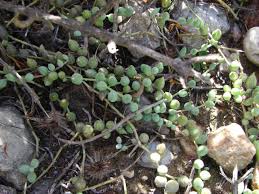 senecio radicans