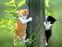 cat kitten