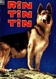 rin tin tin comics