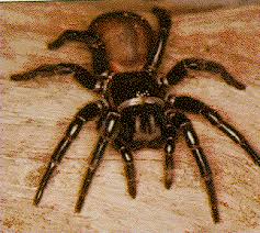 funnel web spider