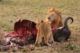 lion pic