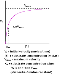 enzyme kinetic