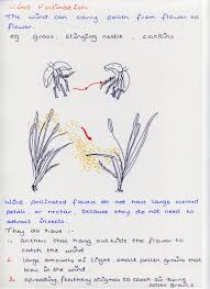 wind pollination