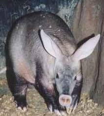 The Aardvark (Orycteropus