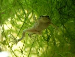 dwarf frogs