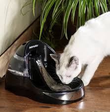 cat water dish