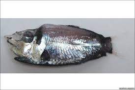 barreleye