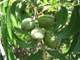 backyard orchardist