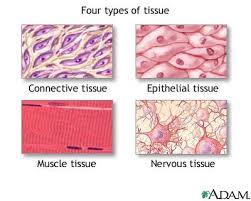 tissues and cells