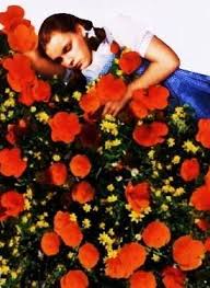poppies
