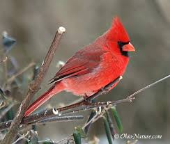 birding in ohio