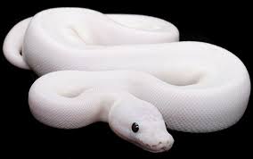 ball python photo
