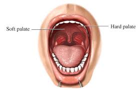 soft palate