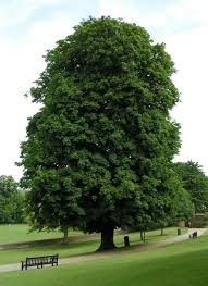 a beautiful tree