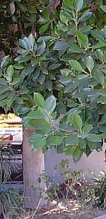 ficus retusa nitida