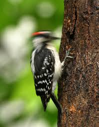 pictures woodpeckers