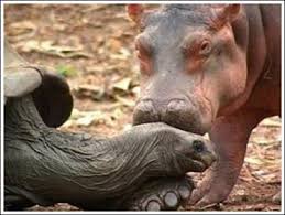 turtle and hippo