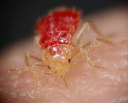 types bugs pictures