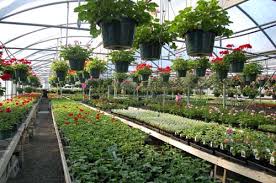 american greenhouses