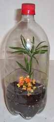soda bottle terrariums