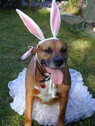 dog bunny ears