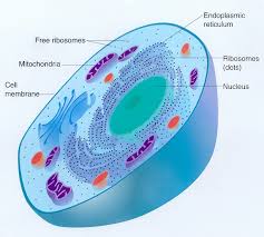cell basic unit of life