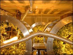 grow marijuana