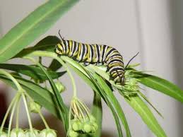 butterflies caterpillars
