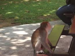 cheeky little monkey