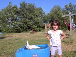 pet duck
