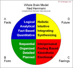 brain model
