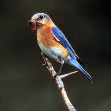 birds in new york