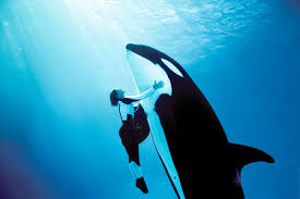 shamu believe show