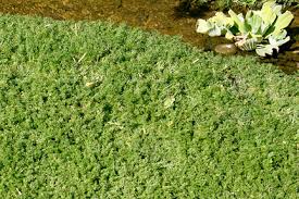 camomile lawns