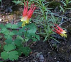columbine plants