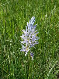 camassia quamash