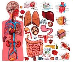the human body atlas