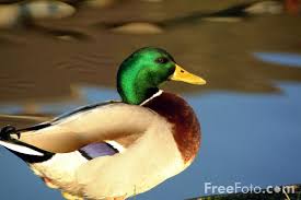 gambar bebek