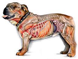 cut dog