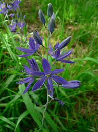 camassia quamash