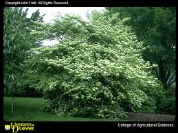 pagoda dogwood