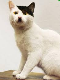 http://t0.gstatic.com/images?q=tbn:ZxEoAHAnIw4dOM::jenee.net/kitler/&t=1&usg=AFrqEzd-dy2bABlknszjPirwUP23LYNZCw
