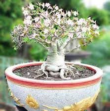 adenium plant