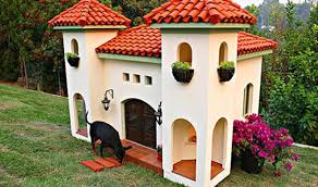 unique dogs