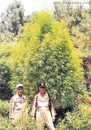 grow marijuana