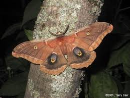 polyphemus moth