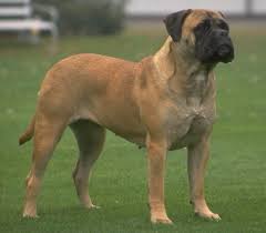 mastiff dogs