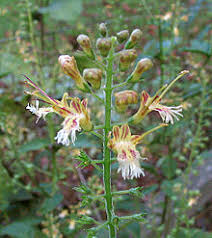 collinsonia