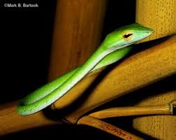 real snake pictures