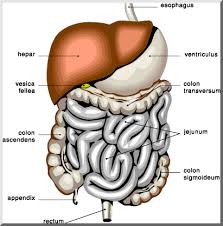picture of the digestive system